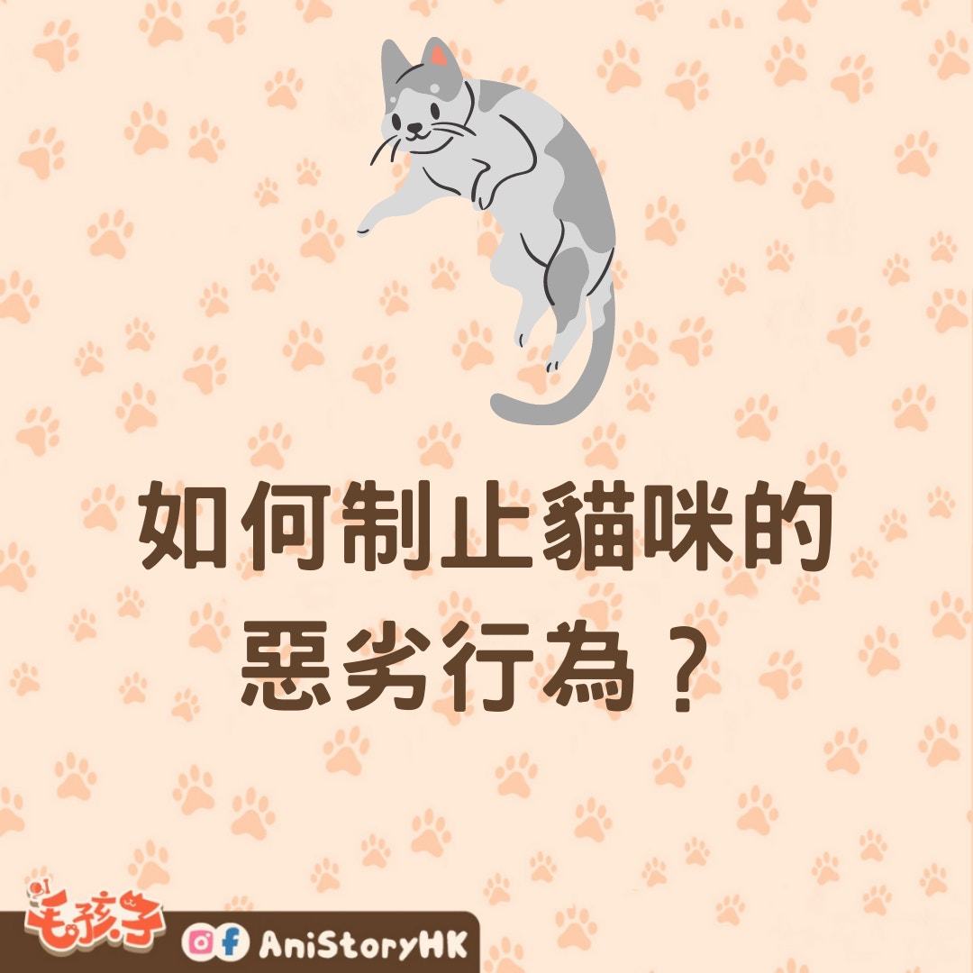 如何制止貓咪的惡劣行為？（01製圖）