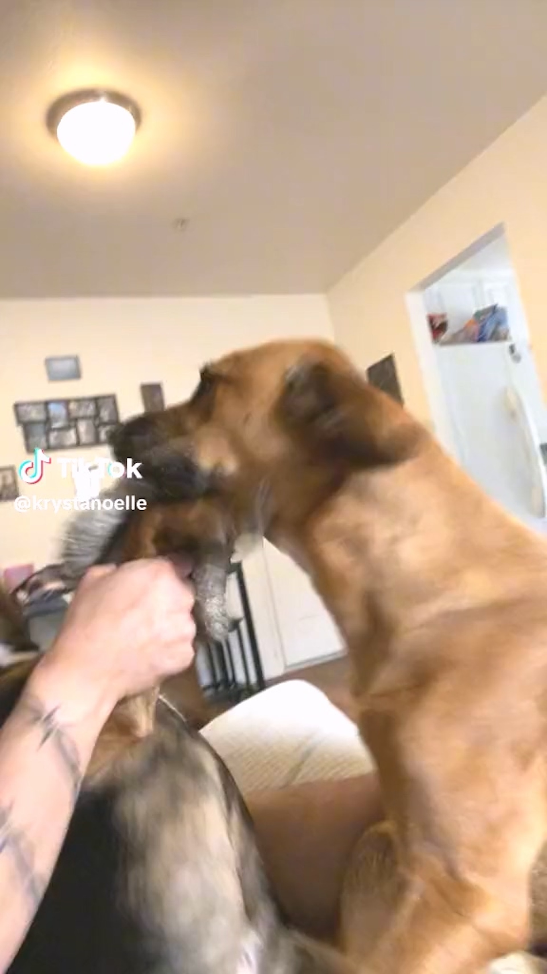 狗主和兩隻狗狗一起玩耍(tiktok@krystanoelle) 狗主和兩隻狗狗一起玩耍(tiktok@krystanoelle)