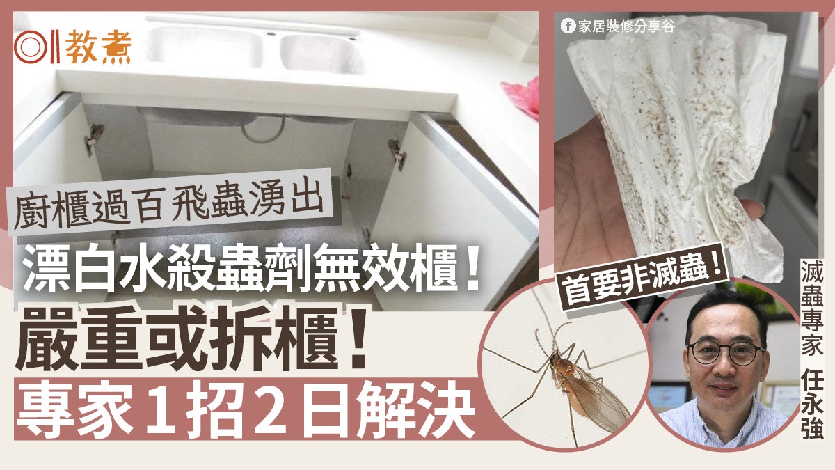 廚房滅蟲|廚櫃現過百飛蟲殺蟲水無用!專家1招2日見效首要非滅蟲 廚房滅蟲|廚櫃現過百飛蟲殺蟲水無用!專家1招2日見效首要非滅蟲