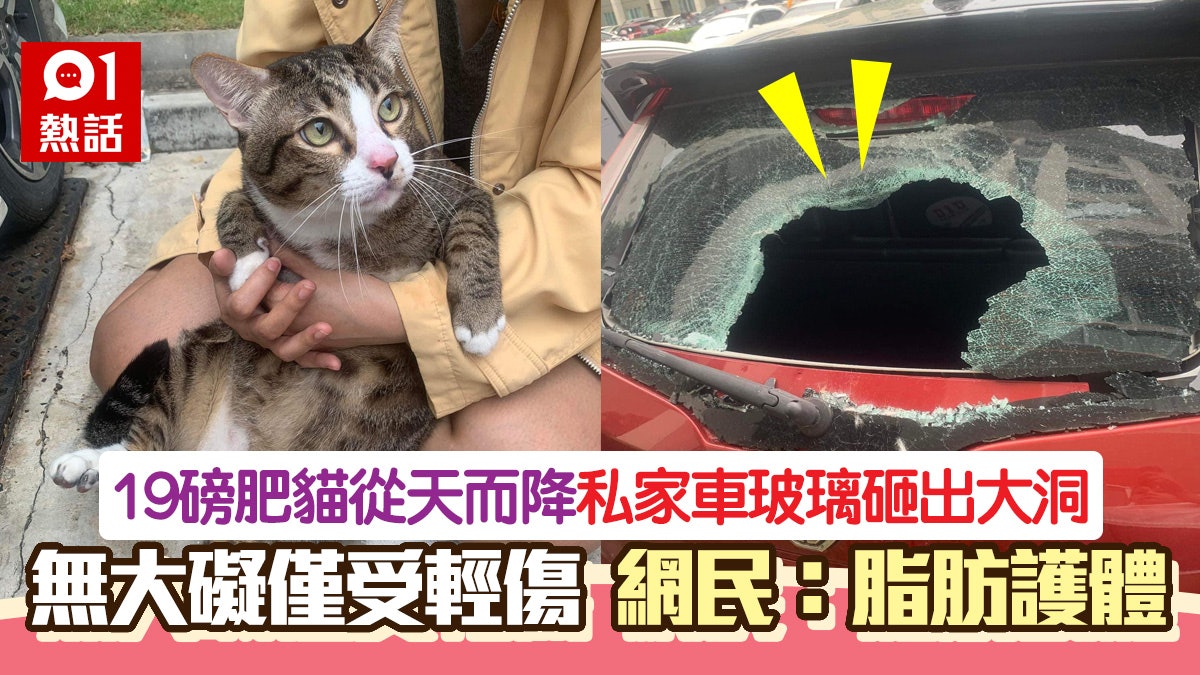 19磅肥貓墮6樓砸中私家車玻璃 僅1處受輕傷 網民:脂肪護體 19磅肥貓墮6樓砸中私家車玻璃 僅1處受輕傷 網民:脂肪護體