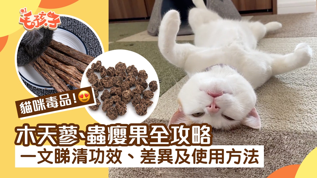 貓咪愛品｜木天蓼、蟲癭果是甚麼？ 功效、差異及使用方法全攻略
