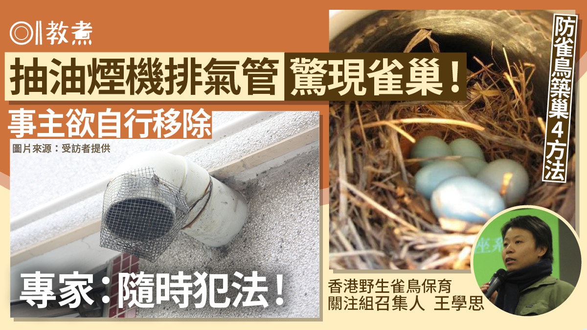 抽油煙機排氣管驚現雀巢!網民教炒咖喱蚊香燻走 專家:隨時犯法 抽油煙機排氣管驚現雀巢!網民教炒咖喱蚊香燻走 專家:隨時犯法