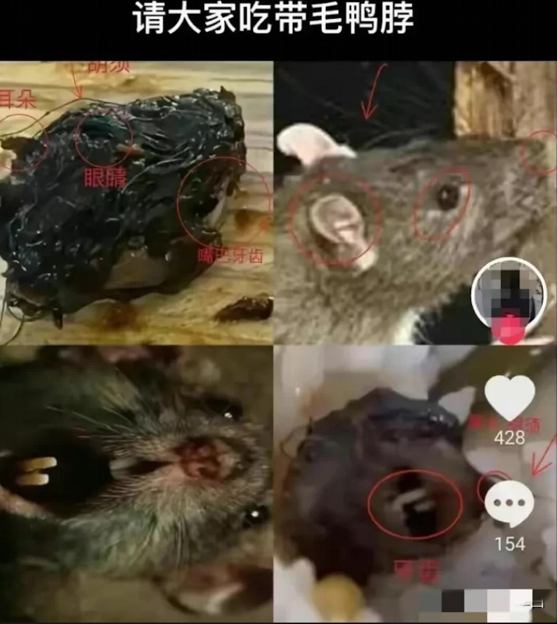 有網民做出對比圖,顯示「鴨脖」與老鼠的相似度。(影片截圖) 有網民做出對比圖,顯示「鴨脖」與老鼠的相似度。(影片截圖)