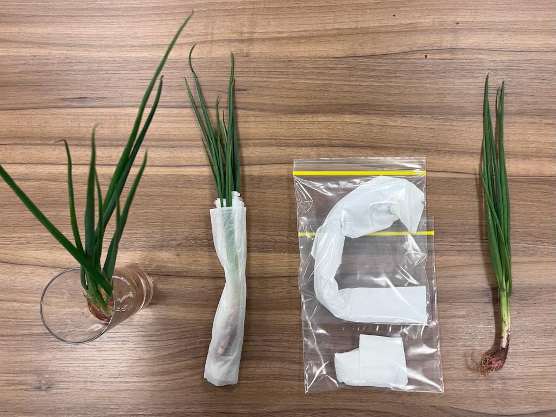 對照組及3種保存法(左數起1為水植法、濕紙法、保鮮袋法和對照組)(攝:古曦朗) 對照組及3種保存法(左數起1為水植法、濕紙法、保鮮袋法和對照組)(攝:古曦朗)