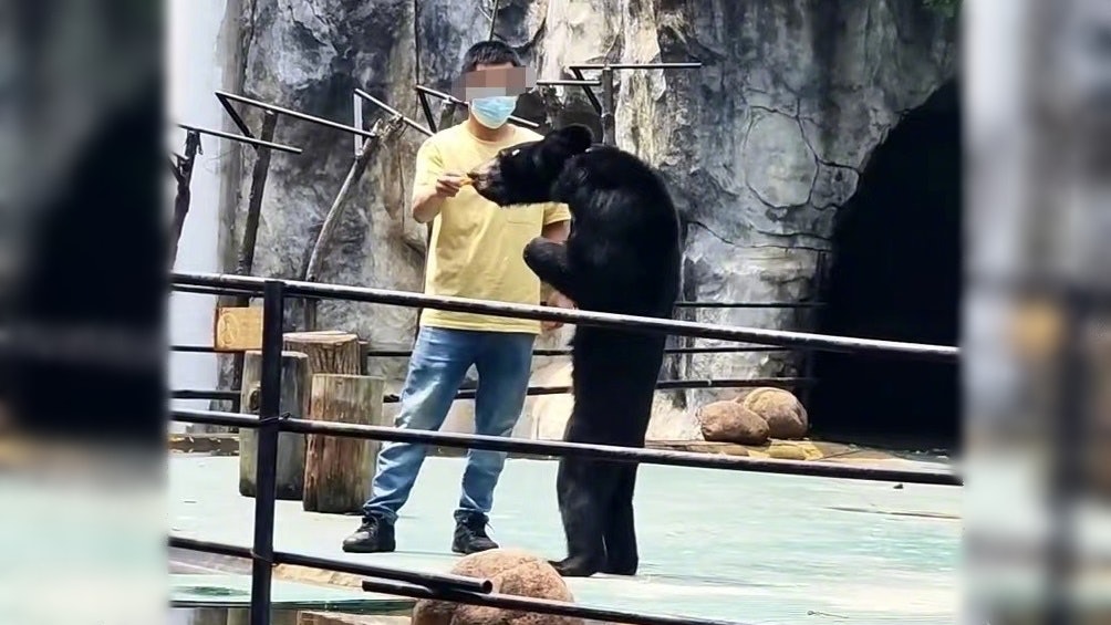南昌動物園黑熊瘦成老鼠? 園方:狀態正常,夏天脫毛才顯瘦 南昌動物園黑熊瘦成老鼠? 園方:狀態正常,夏天脫毛才顯瘦