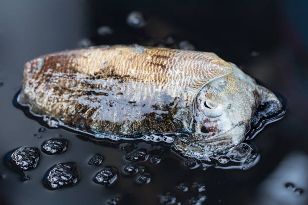 墨魚。（圖片來源：istock）