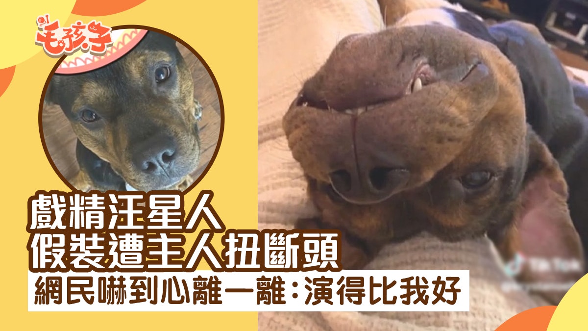 戲精汪星人假裝遭主人扭斷頭 網民嚇到心都離一離:演得比我好 戲精汪星人假裝遭主人扭斷頭 網民嚇到心都離一離:演得比我好