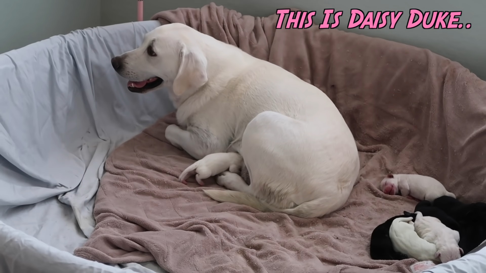 這隻雌性拉布拉多犬名叫黛西(Daisy Duke)(youtube@Life With Labradors) 這隻雌性拉布拉多犬名叫黛西(Daisy Duke)(youtube@Life With Labradors)