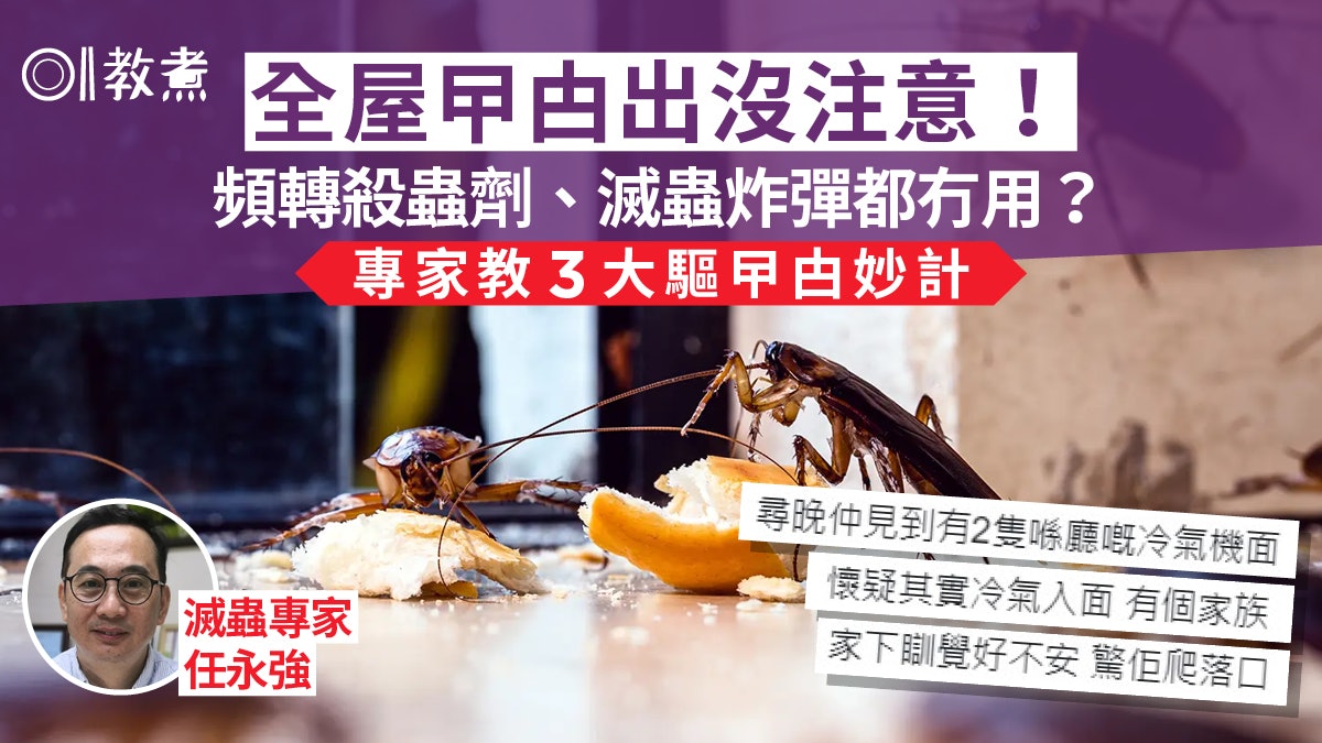 廚房曱甴|殺蟲劑炸彈無效 直接打死都唔好?專家教3步正確滅蟲 廚房曱甴|殺蟲劑炸彈無效 直接打死都唔好?專家教3步正確滅蟲