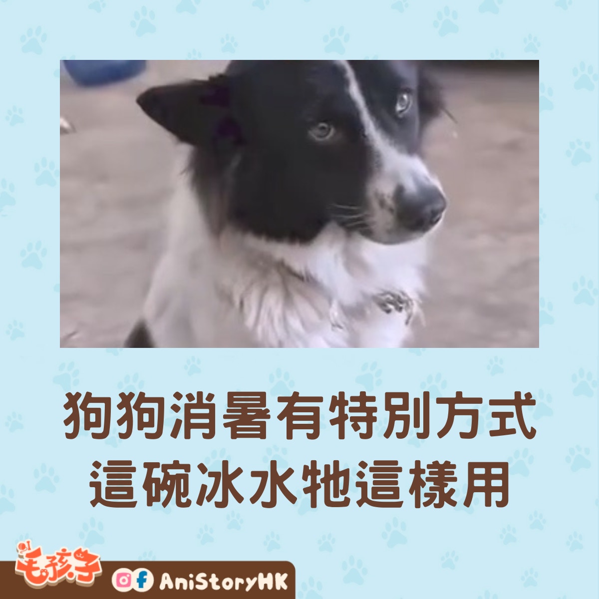 狗狗消暑有特別方式（抖音@辣椒新聞）