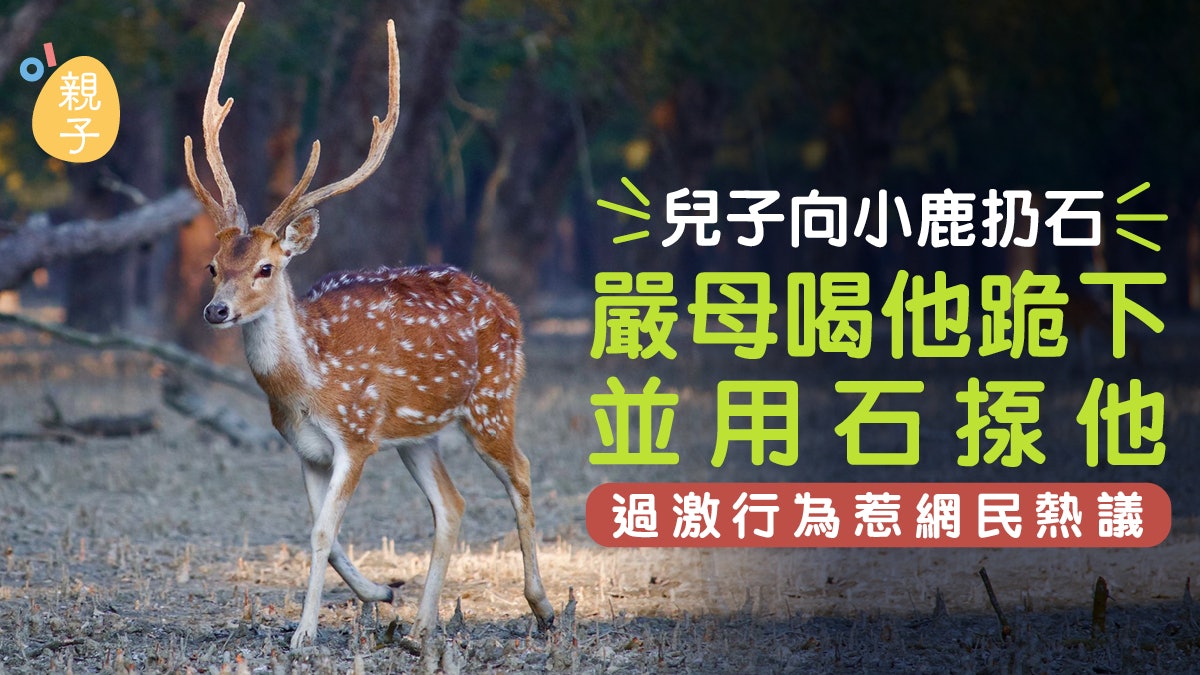 教養|兒子向小鹿扔石 嚴母喝他跪下並用石揼他 過激行為惹熱議 教養|兒子向小鹿扔石 嚴母喝他跪下並用石揼他 過激行為惹熱議