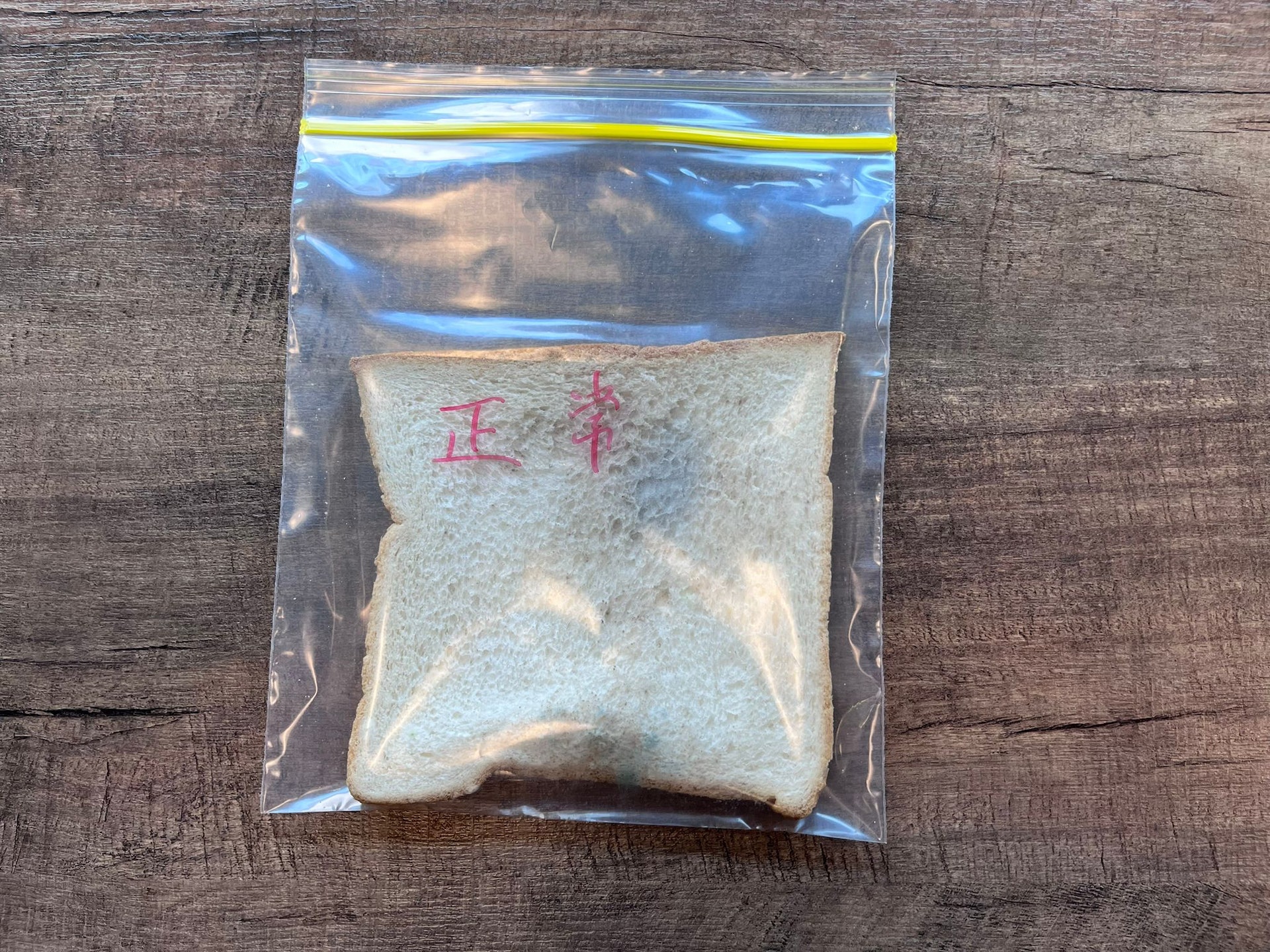 十天後的對照組麵包。(攝:古曦朗) 十天後的對照組麵包。(攝:古曦朗)