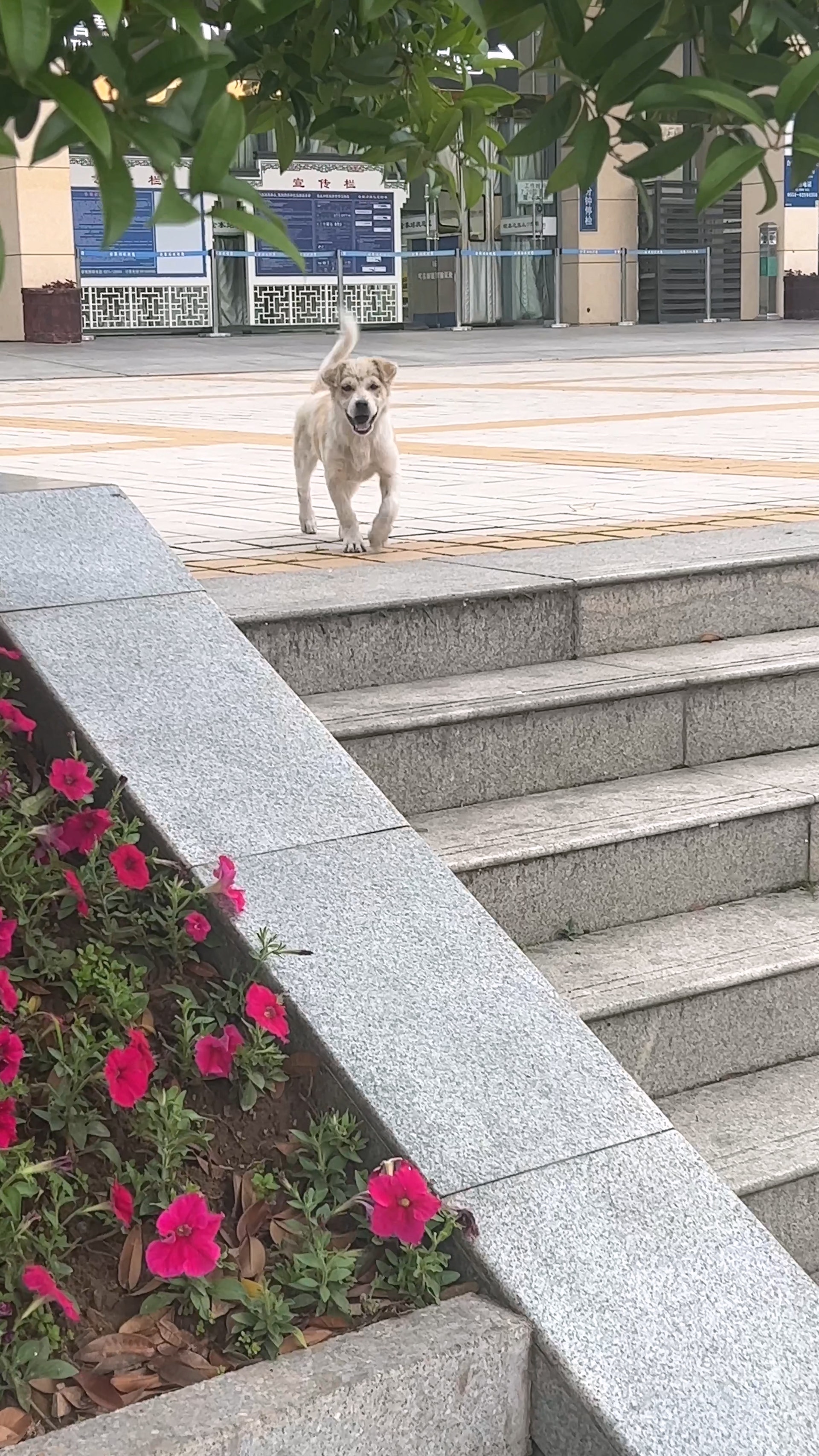 牠身上的毛髮很髒的,目測已經流浪好久了。(抖音@喬巴寶寶) 牠身上的毛髮很髒的,目測已經流浪好久了。(抖音@喬巴寶寶)