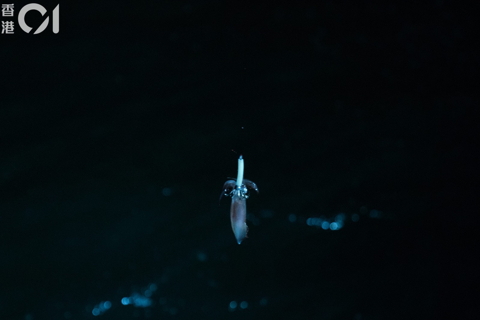 以往夏季時，不少人都會到西環海傍釣墨魚、魷魚（吳鍾坤攝）