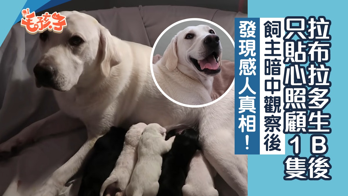 拉拉生8寶寶卻最照顧其中1隻甚至單獨餵 飼主暗中觀察揭感人真相 拉拉生8寶寶卻最照顧其中1隻甚至單獨餵 飼主暗中觀察揭感人真相