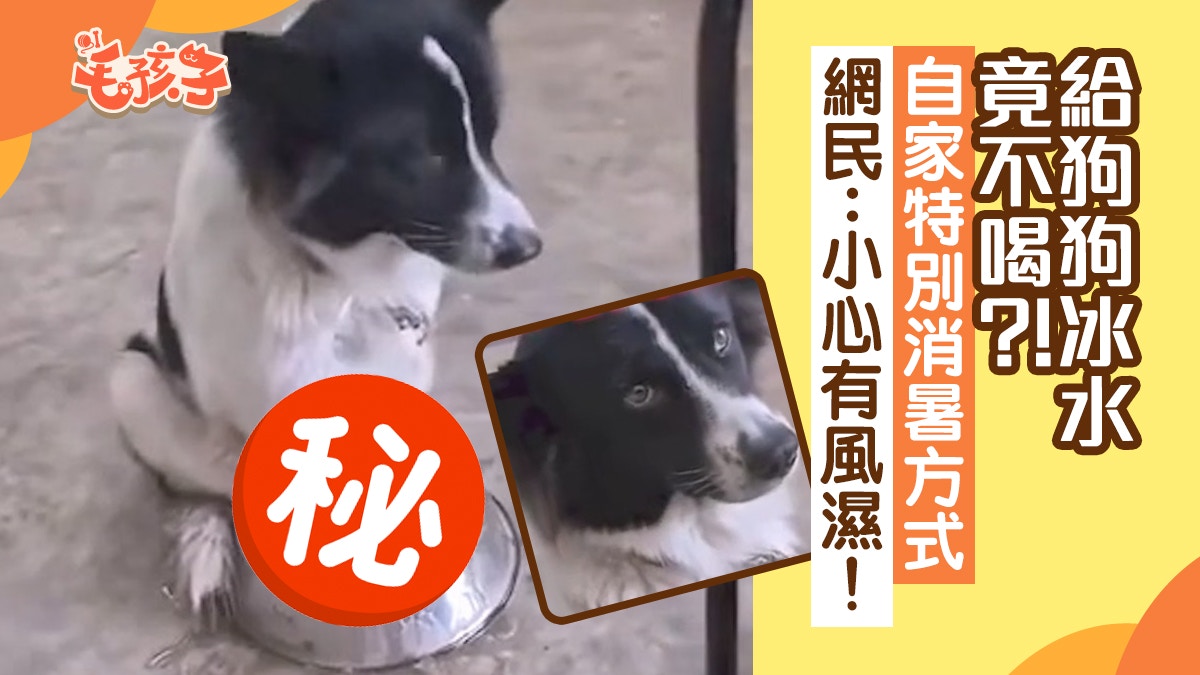 狗狗消暑有特別方式　給牠一碗冰水竟然不喝　網民：小心得風濕