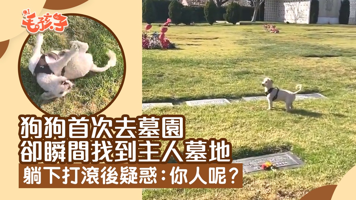狗狗第一次去墓園卻瞬間找到主人墓地 躺下打滾後疑惑:你人呢? 狗狗第一次去墓園卻瞬間找到主人墓地 躺下打滾後疑惑:你人呢?