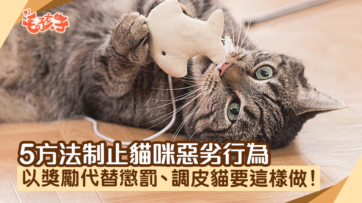 如何制止貓咪的惡劣行為？ 以獎勵代替懲罰　搞定調皮貓可這樣做