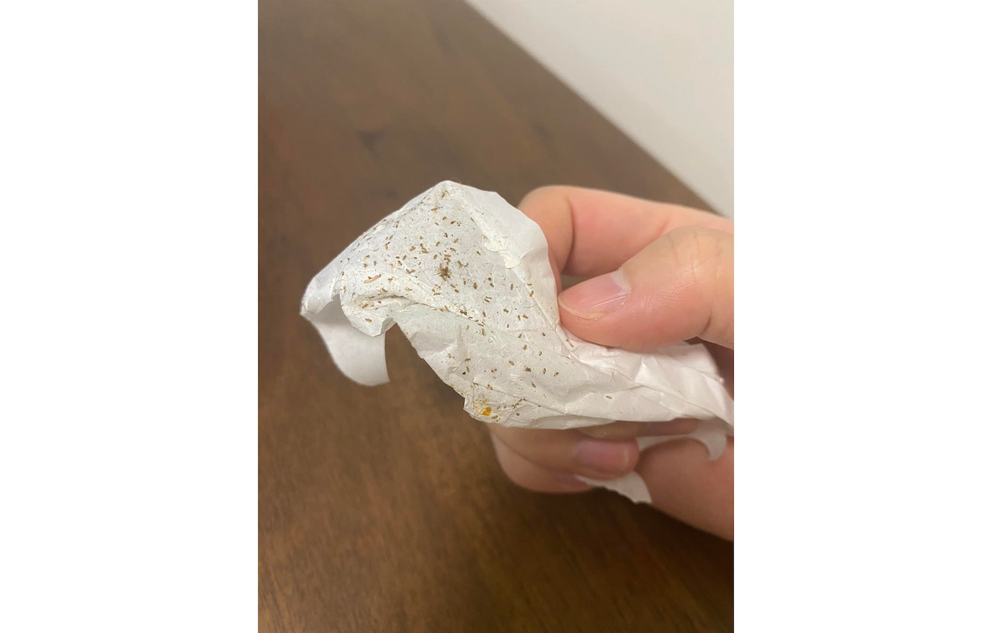 卜泥活潑於潮濕陰暗的地方,而且繁殖率極高,只需要短時間,數量就會以幾何級數上升。(資料圖片/Facebook專頁@家居裝修分享谷) 卜泥活潑於潮濕陰暗的地方,而且繁殖率極高,只需要短時間,數量就會以幾何級數上升。(資料圖片/Facebook專頁@家居裝修分享谷)