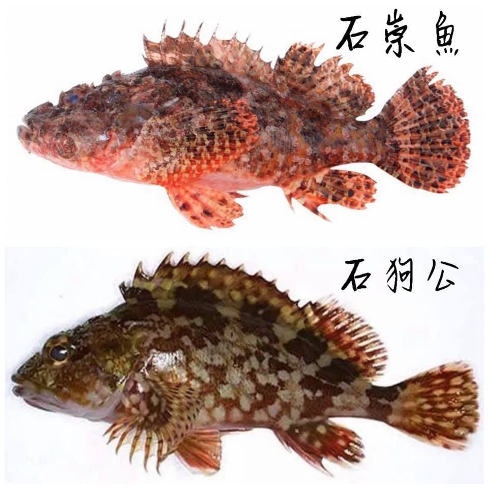 石狗公和石崇魚兩者為近親。（圖片資料：揚生環球食品）