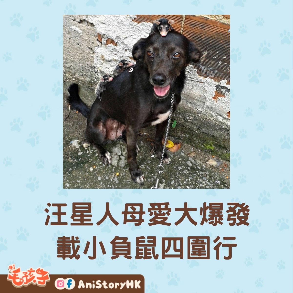 這幾個小傢伙才剛出生，眼睛都還沒睜開（Stephanie Maldonado）
