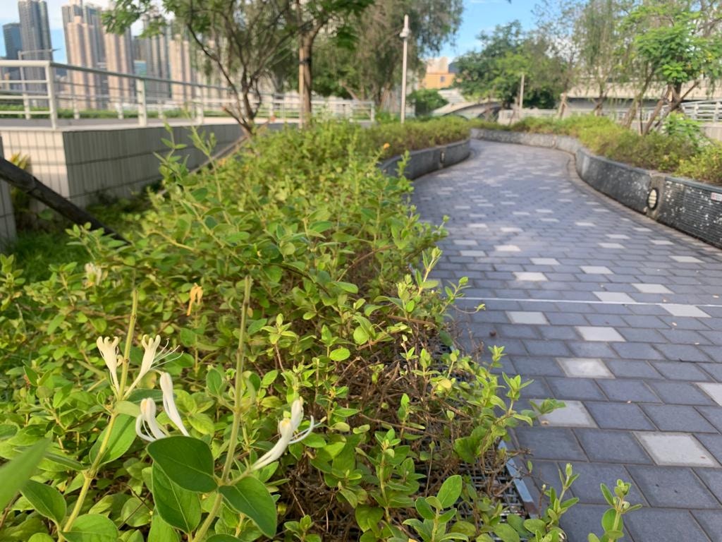 青衣城二期平台花園種植了大量金銀花。（陳葆琳攝）