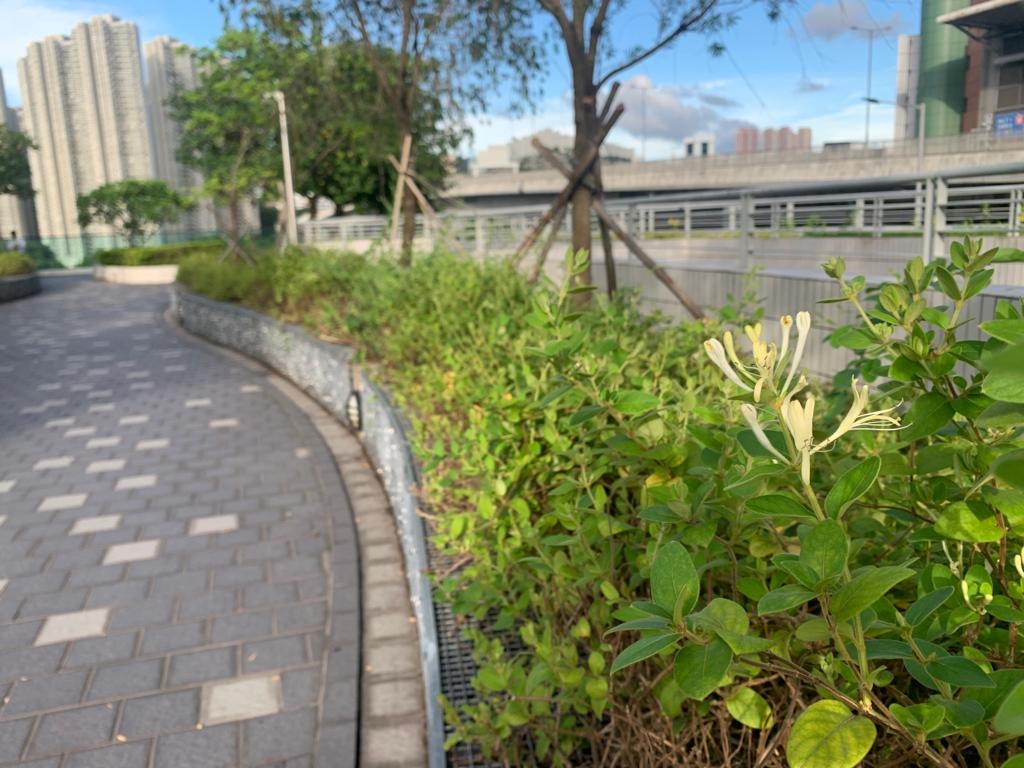 青衣城二期平台花園種植了大量金銀花。（陳葆琳攝）