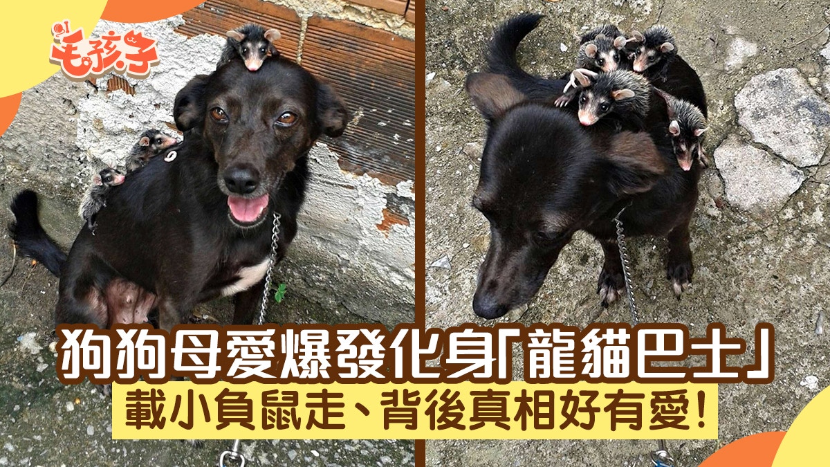狗狗化身「龍貓巴士」背著一窩小負鼠四圍走　背後真相實在太有愛