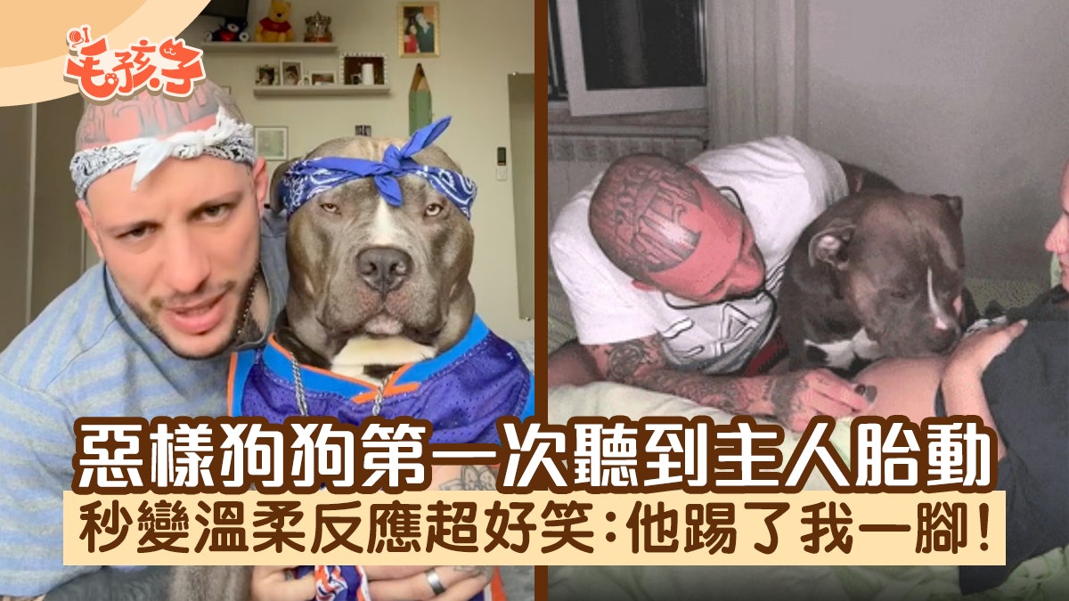 惡樣狗狗第一次聽到主人胎動 秒變溫柔反應超好笑:他踢了我一腳 惡樣狗狗第一次聽到主人胎動 秒變溫柔反應超好笑:他踢了我一腳