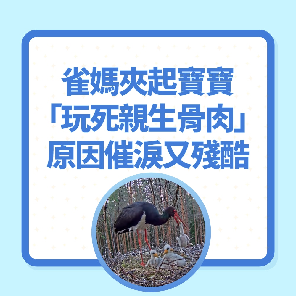 飛往港鐵圖捕麻雀誤入車廂牠鎮定搭車緊握扶手網民激讚︰好乖