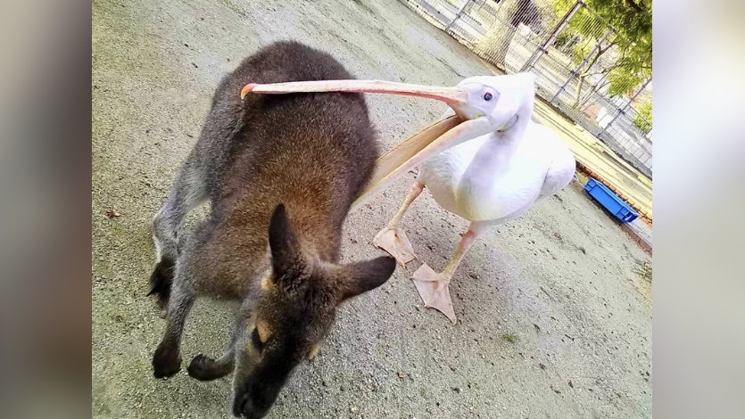 塘鵝擘大口企圖鯨吞袋鼠 遊客直擊獵食畫面嚇傻 專家揭真正目的 塘鵝擘大口企圖鯨吞袋鼠 遊客直擊獵食畫面嚇傻 專家揭真正目的