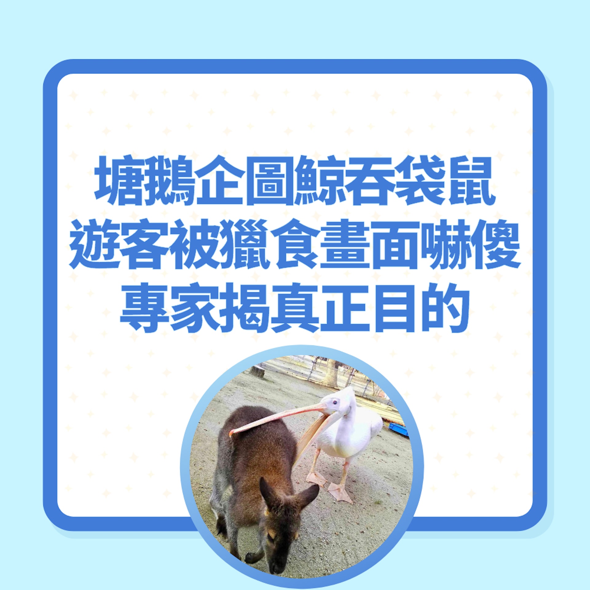 塘鵝擘大口企圖鯨吞袋鼠 遊客直擊獵食畫面嚇傻 專家揭真正目的(01製圖/Twitter@englandhill_zoo) 塘鵝擘大口企圖鯨吞袋鼠 遊客直擊獵食畫面嚇傻 專家揭真正目的(01製圖/Twitter@englandhill_zoo)