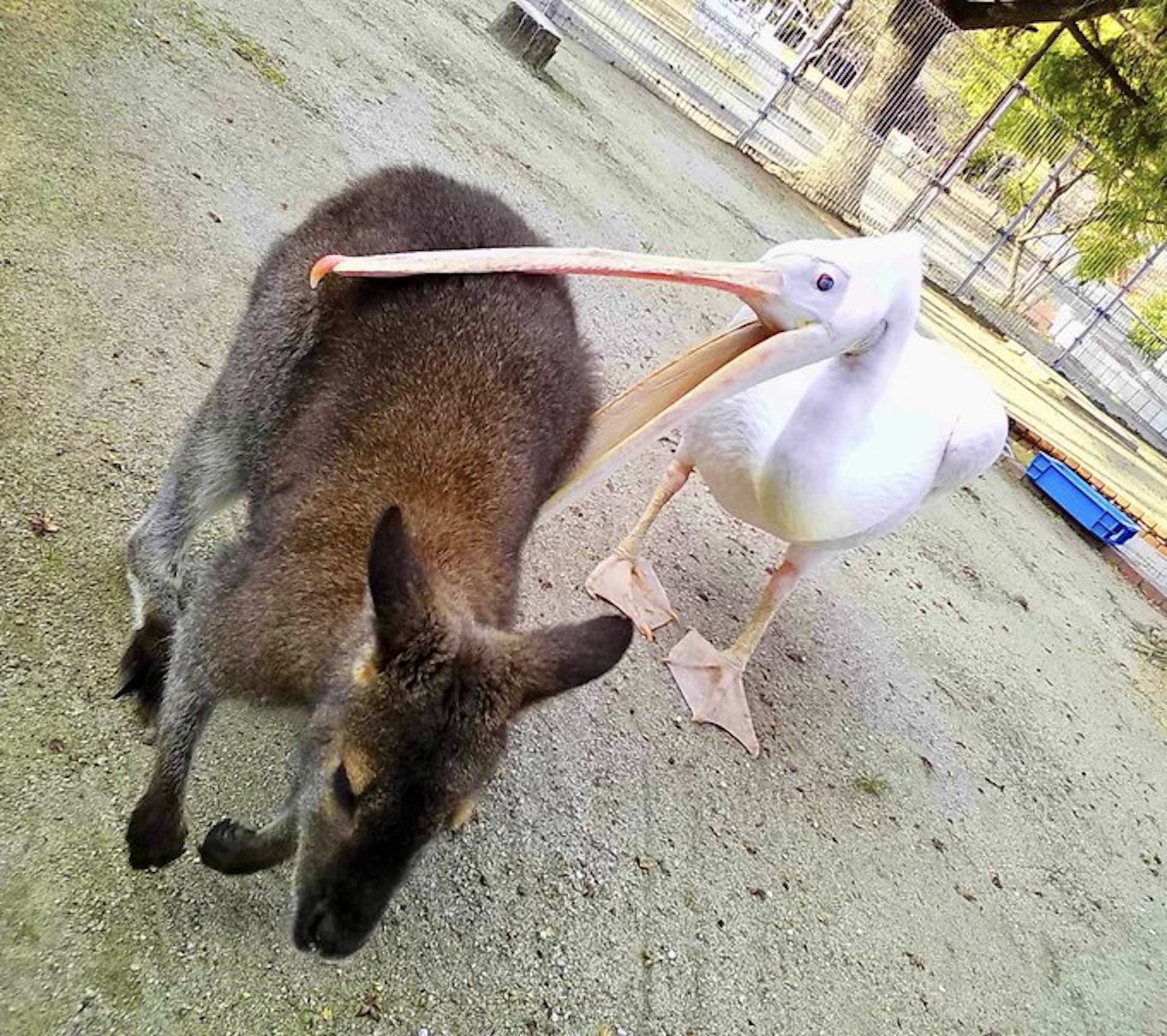 塘鵝擘大口企圖鯨吞袋鼠 遊客直擊獵食畫面嚇傻 專家揭真正目的(Twitter@englandhill_zoo) 塘鵝擘大口企圖鯨吞袋鼠 遊客直擊獵食畫面嚇傻 專家揭真正目的(Twitter@englandhill_zoo)