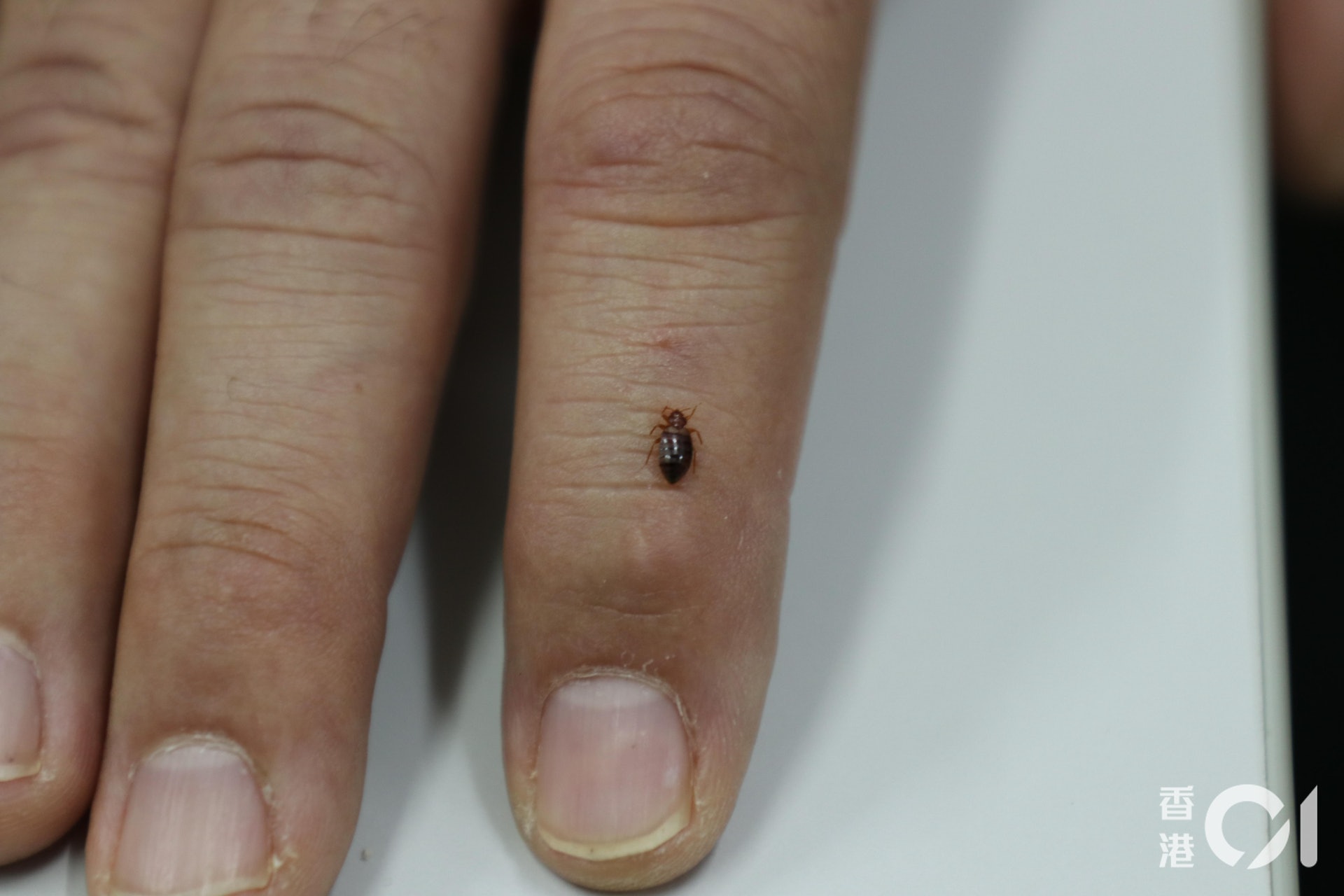 床蝨吸完血後腹部明顯腫脹,顏色都較鮮艷。(伍梓榮攝) 床蝨吸完血後腹部明顯腫脹,顏色都較鮮艷。(伍梓榮攝)
