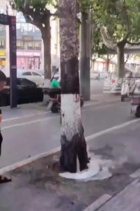 陕西西安有一棵行道树疑似热到「冒白烟」。（微博@星视频）