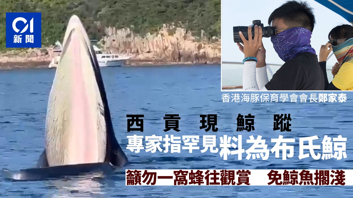 西貢現鯨魚蹤影　專家指較罕見料屬布氏鯨　籲勿一窩蜂觀鯨致擱淺