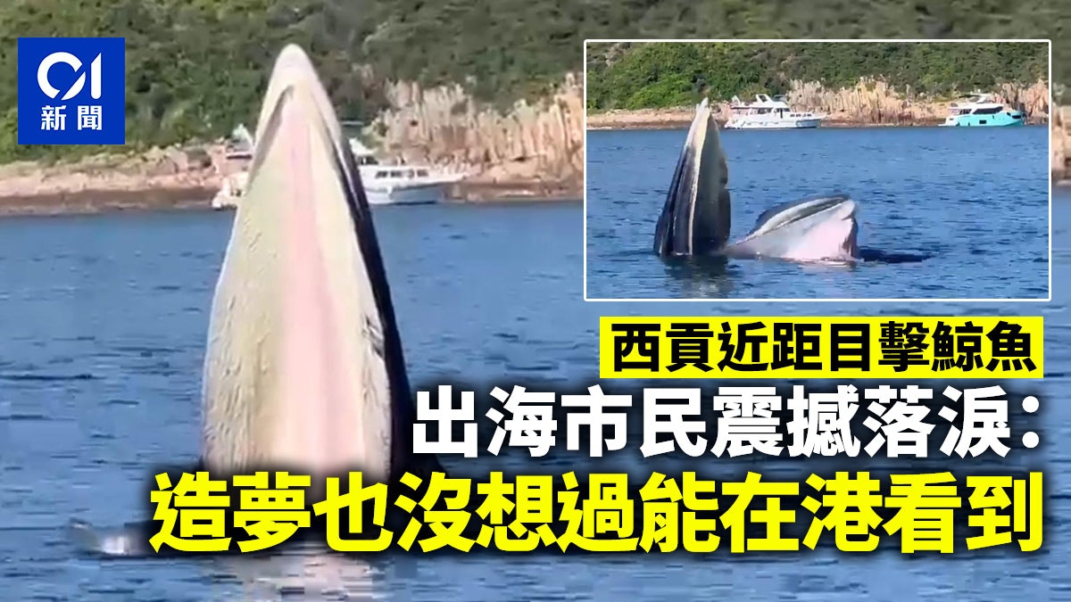 西貢近距目擊鯨魚出海市民震撼落淚：造夢也沒想過能在港看到