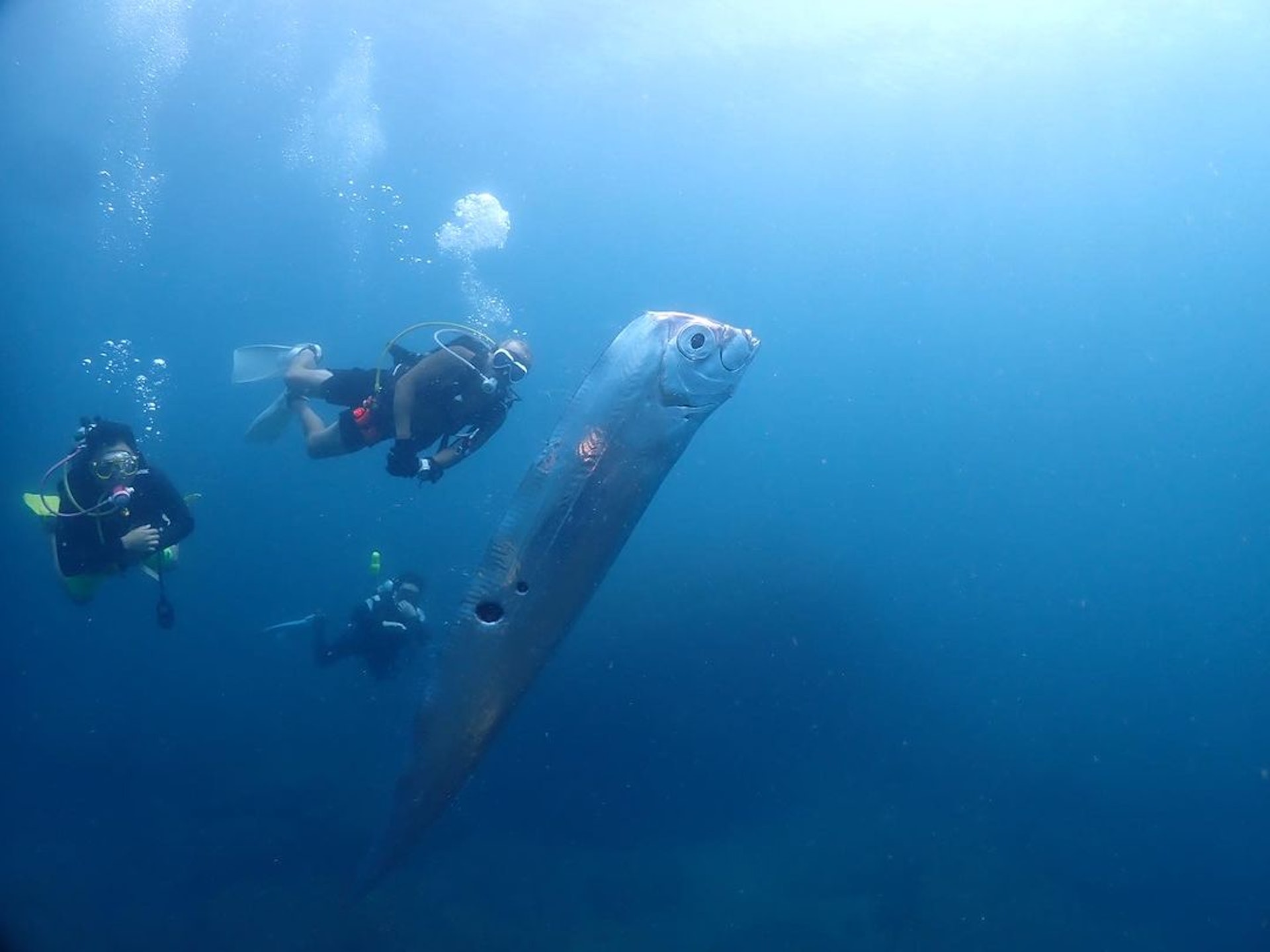 台灣東北角淺海驚見「2米長地震魚」。(instagram@chengruwang) 台灣東北角淺海驚見「2米長地震魚」。(instagram@chengruwang)