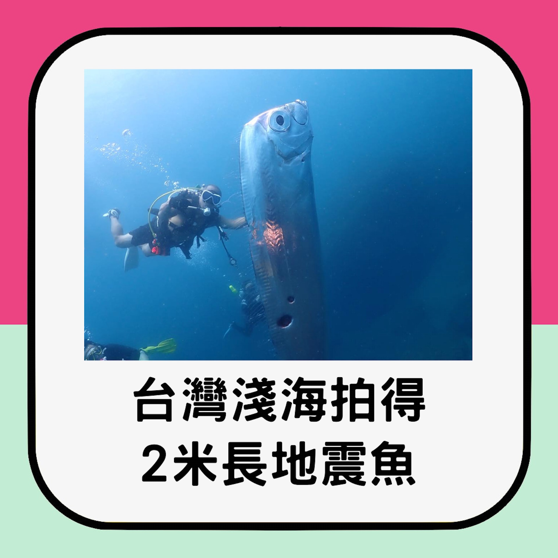 台灣東北角淺海驚見「2米長地震魚」。(instagram@chengruwang) 台灣東北角淺海驚見「2米長地震魚」。(instagram@chengruwang)