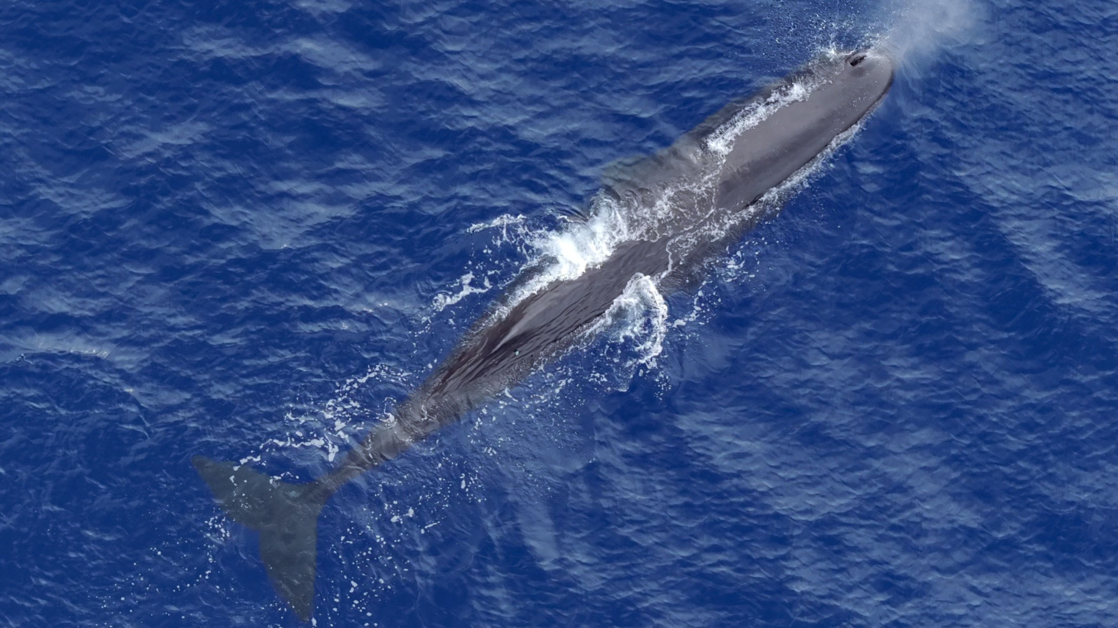 第六次南海深潛/遠海鯨類科考航次返航發現至少15個鯨類物種