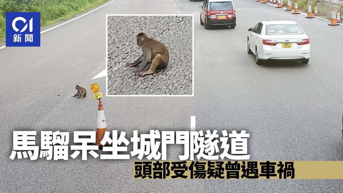馬騮呆坐城門隧道 頭部受傷待援