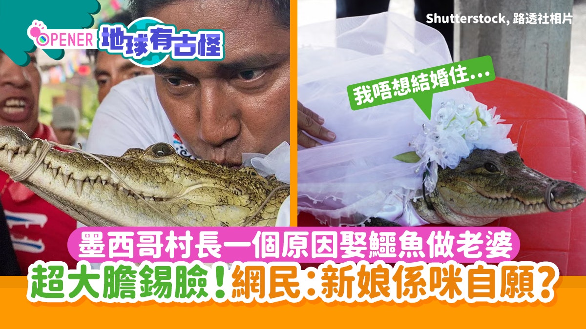 墨西哥村長娶鱷魚 著婚紗做老婆 超大膽狂親!網民:新娘肯唔肯 墨西哥村長娶鱷魚 著婚紗做老婆 超大膽狂親!網民:新娘肯唔肯
