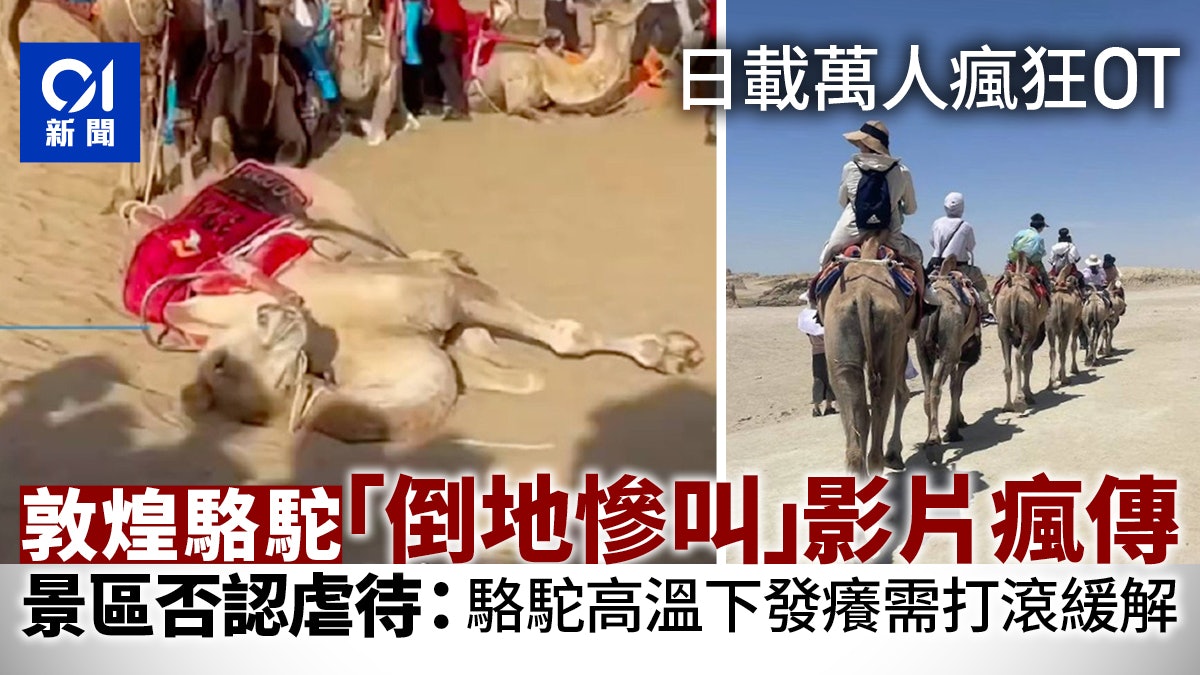 每天接待過萬遊客!敦煌駱駝體力不支「罷工」 過勞倒地畫面曝光 每天接待過萬遊客!敦煌駱駝體力不支「罷工」 過勞倒地畫面曝光
