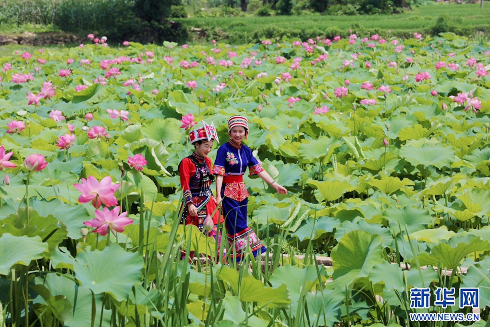 雲南,普者黑國家濕地公園。(新華社) 雲南,普者黑國家濕地公園。(新華社)