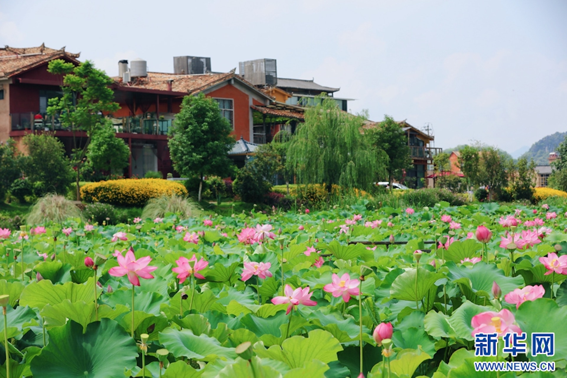 雲南，普者黑國家濕地公園。（新華社）