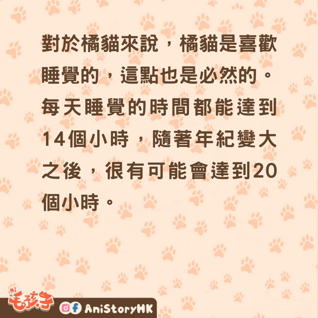 貓貓冷知識｜橘貓睡眠時間大揭秘睡眠時長真的可達20小時？