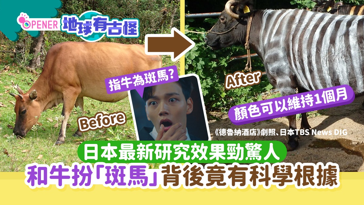 日本和牛扮「斑馬」竟有科學根據!染髪維持一個月網民:指牛為馬 日本和牛扮「斑馬」竟有科學根據!染髪維持一個月網民:指牛為馬