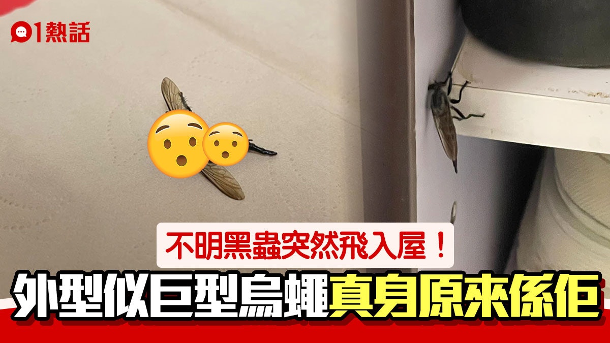 不明生物?屋企驚見恐怖黑蟲似足巨型烏蠅 網民揭真身原來是... 不明生物?屋企驚見恐怖黑蟲似足巨型烏蠅 網民揭真身原來是...