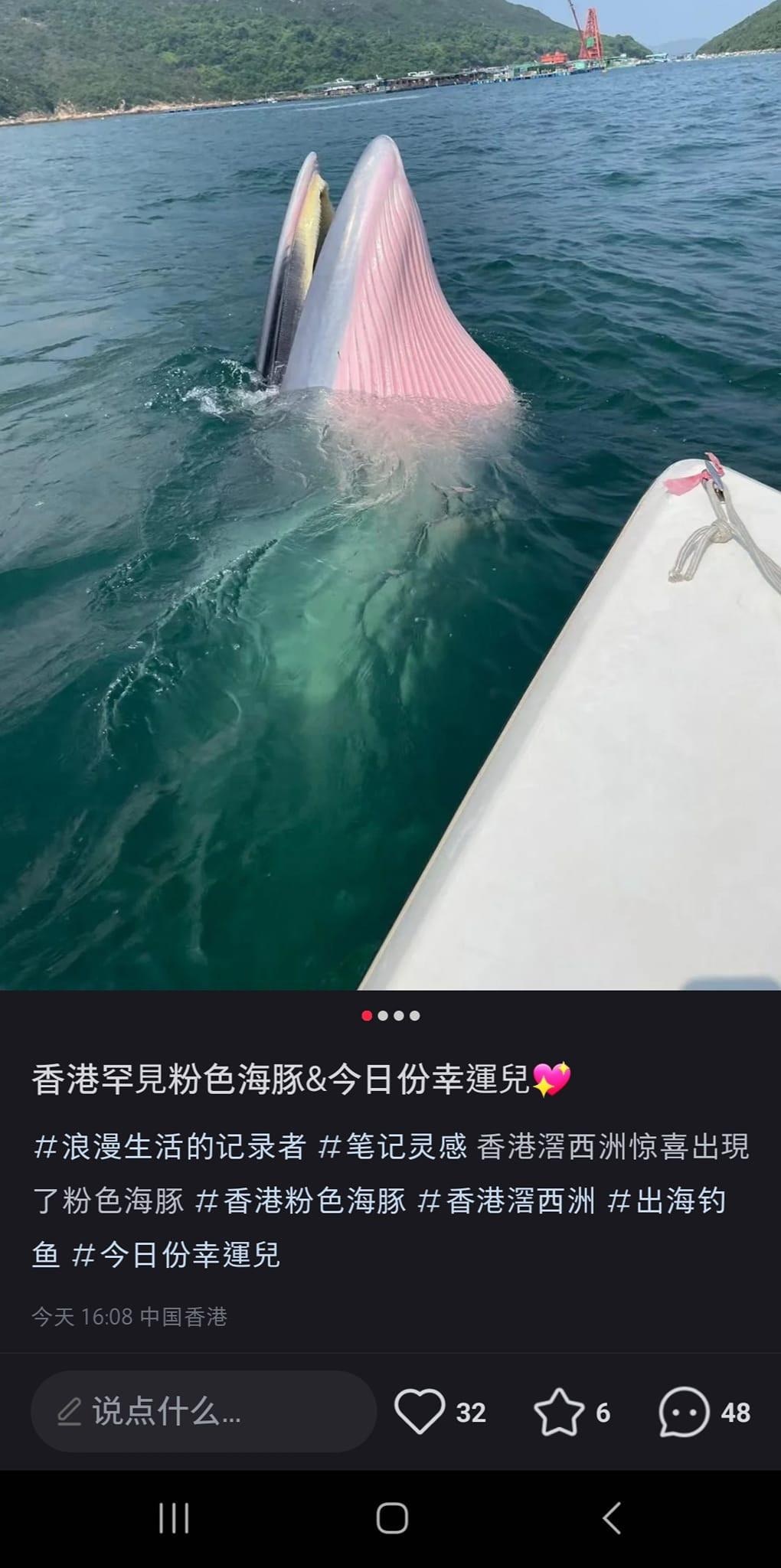 西貢鯨魚｜小紅書戶自稱幸運兒近影鯨魚形容：香港罕見粉色海豚