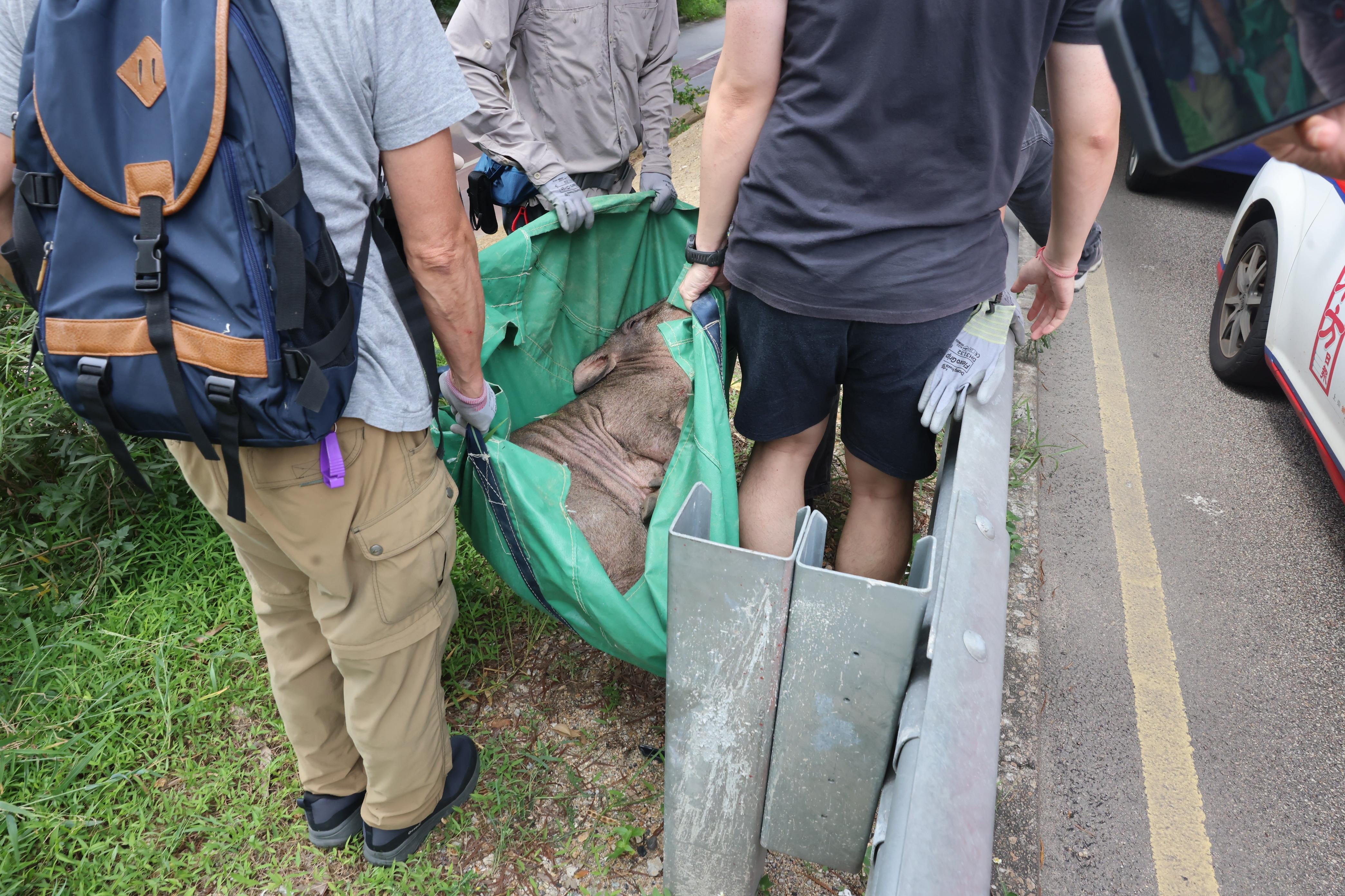 火炭野豬連襲2人被麻醉捕捉　漁護署：對公眾構成危險需人道處理